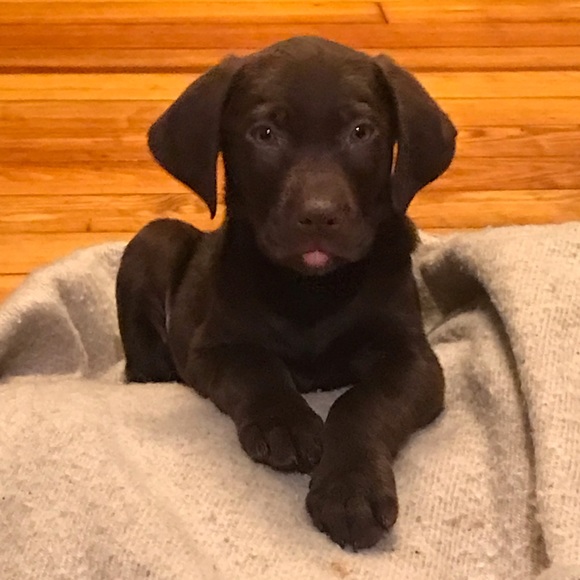 Meet your Posher, Layne - Picture 8 of 16